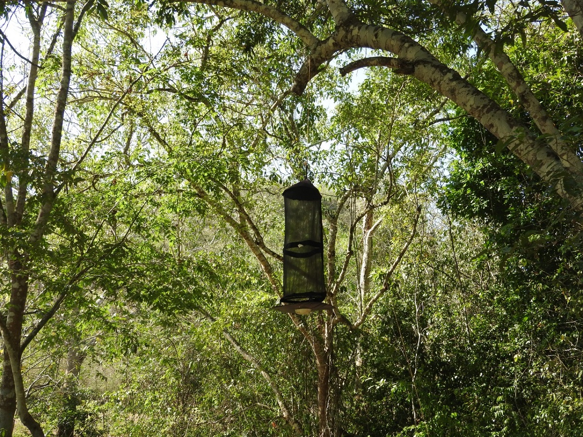 Docente de UNIMAGDALENA hizo parte del descubrimiento de cuatro nuevas especies de moscas