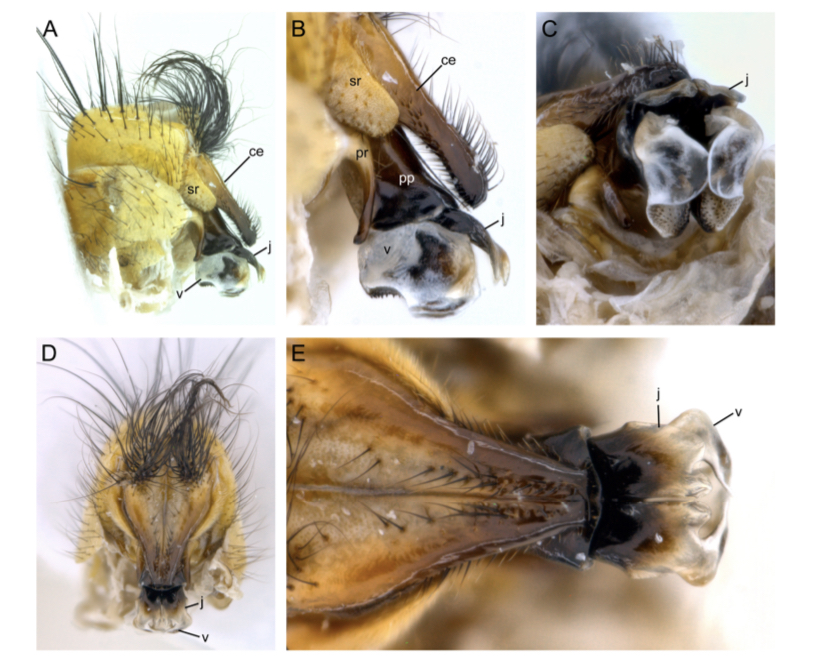 Docente de UNIMAGDALENA hizo parte del descubrimiento de cuatro nuevas especies de moscas