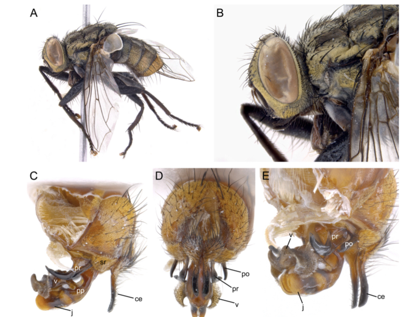 Docente de UNIMAGDALENA hizo parte del descubrimiento de cuatro nuevas especies de moscas