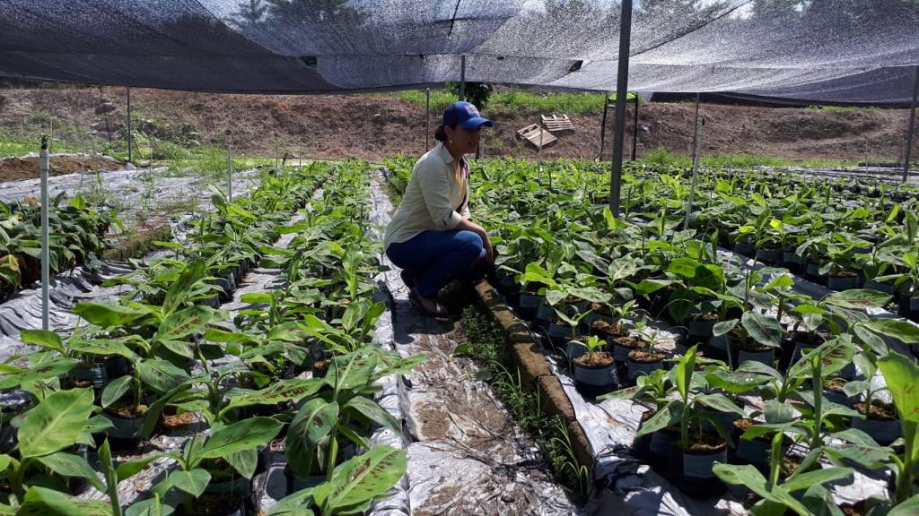 Nuevos estudios revelan restricciones e impacto de los herbicidas en diferentes sistemas agrícolas