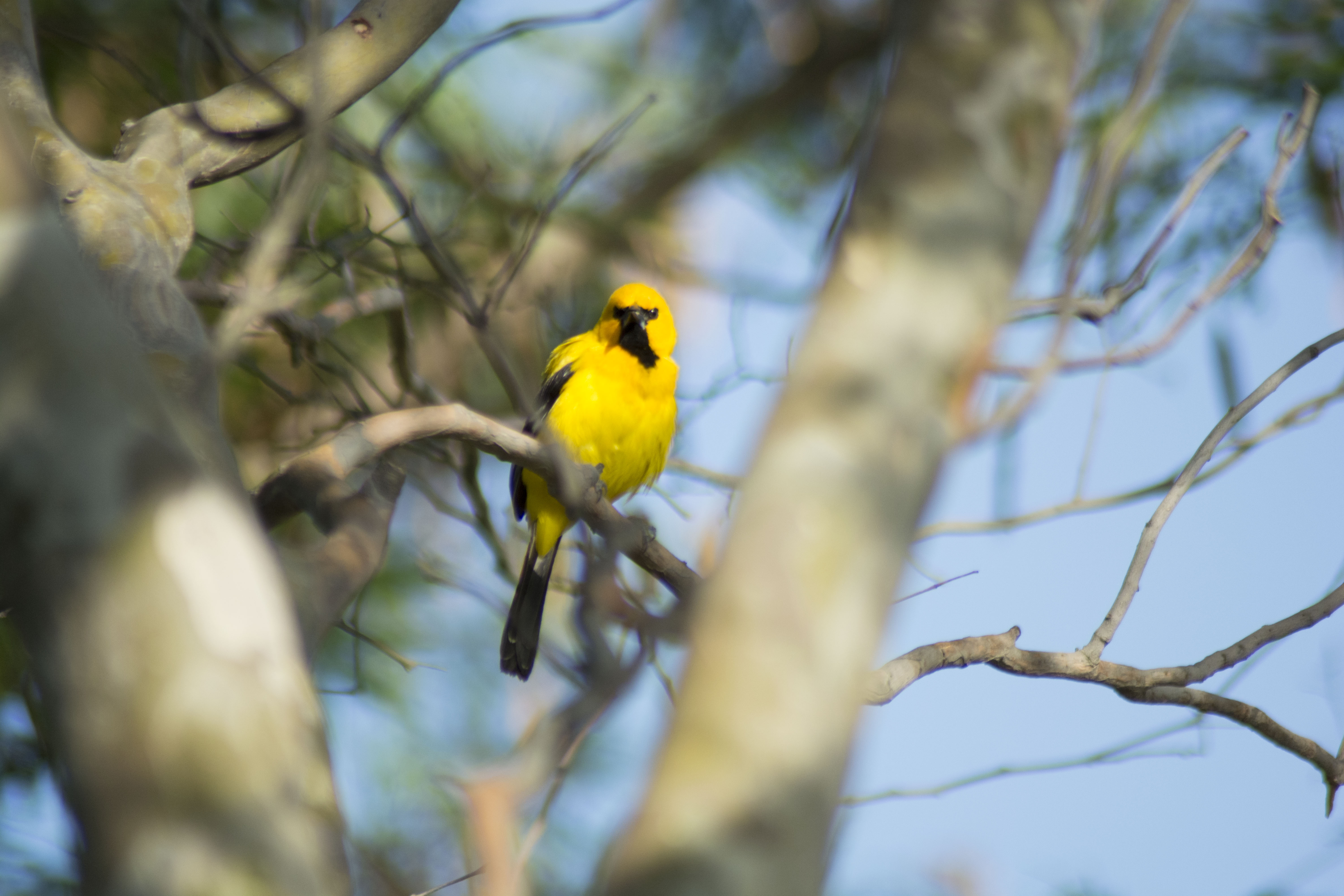 UNIMAGDALENA: ecosistema indispensable para la diversidad de aves en la región