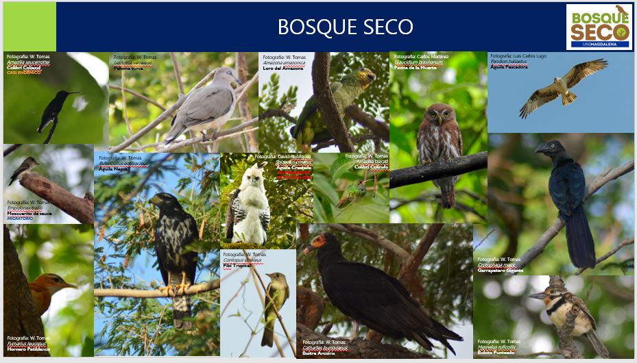 UNIMAGDALENA: ecosistema indispensable para la diversidad de aves en la región
