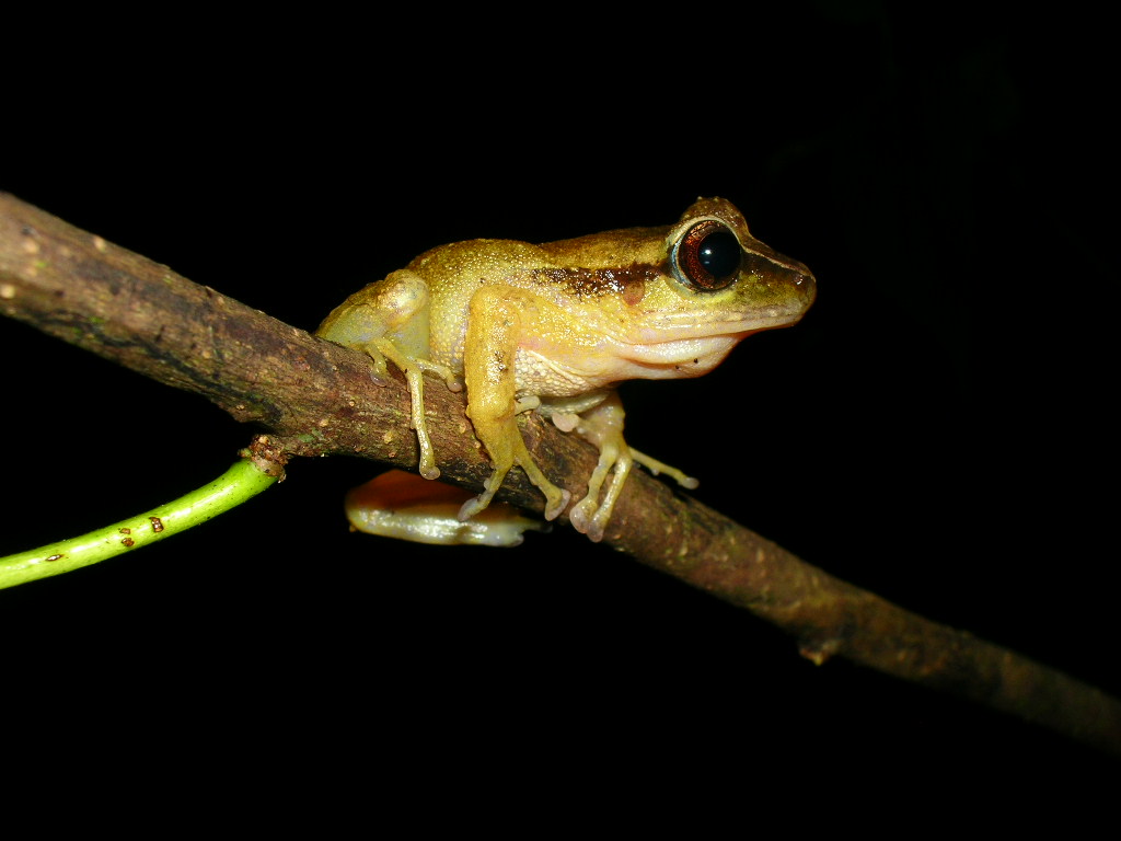 SERRANOBATRACHUS.GENERO.RANA2