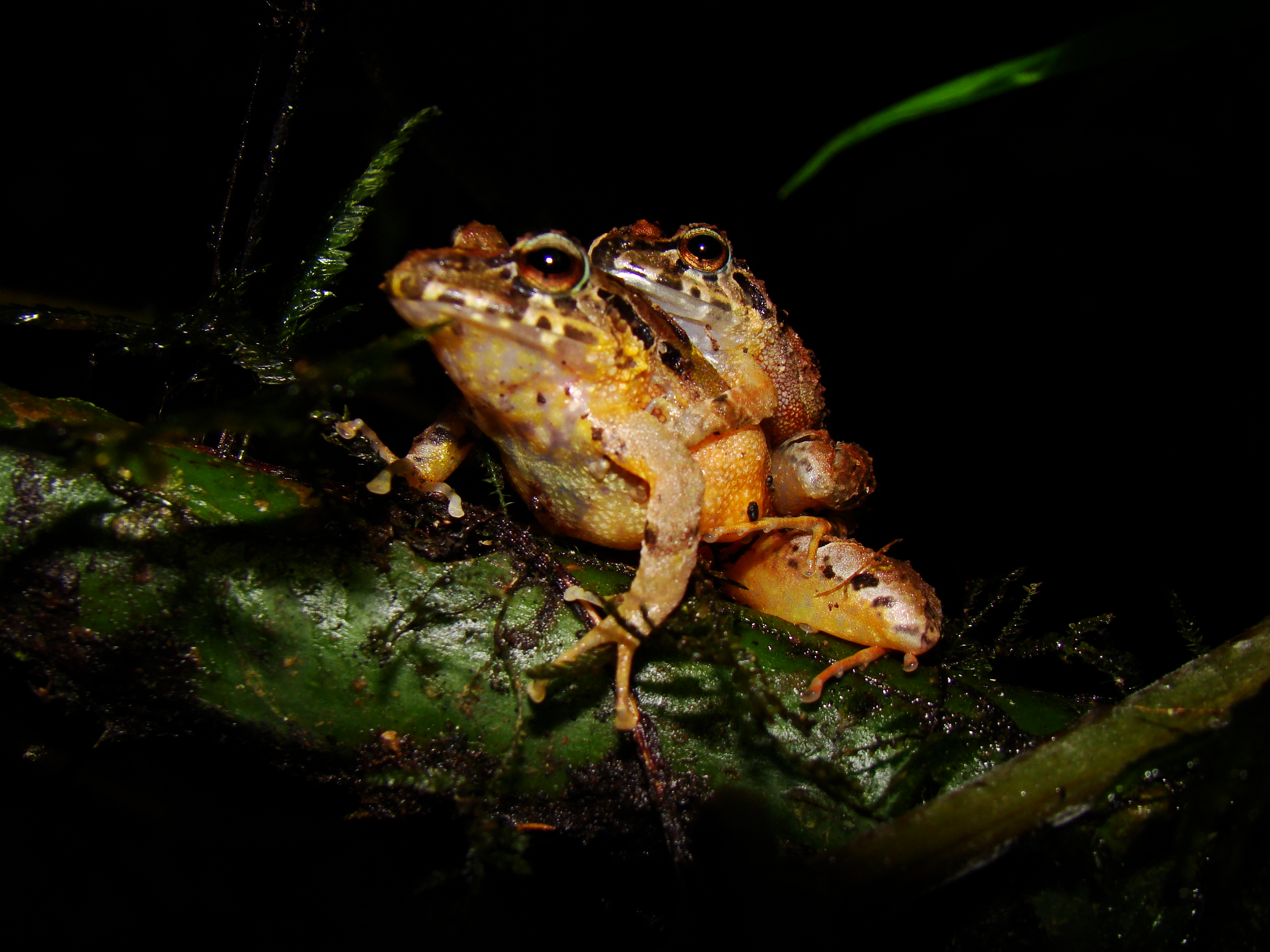 SERRANOBATRACHUS.GENERO.RANA4