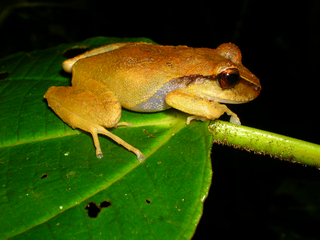 SERRANOBATRACHUS.GENERO.RANA5