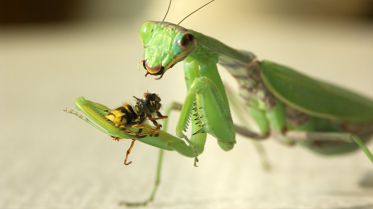 UNIMAGDALENA impulsa el estudio de los insectos en la Sierra Nevada de Santa Marta
