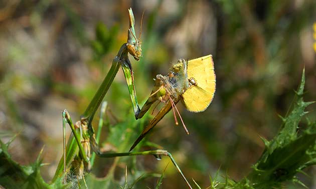 UNIMAGDALENA impulsa el estudio de los insectos en la Sierra Nevada de Santa Marta