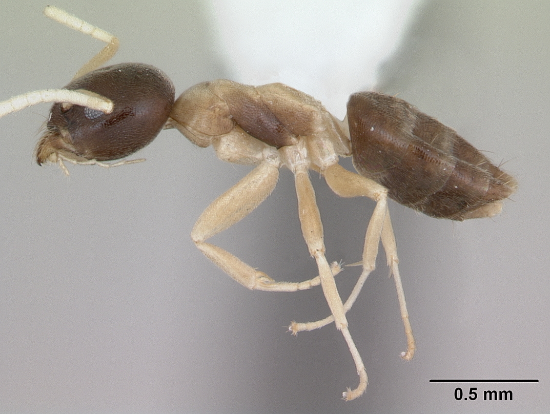 UNIMAGDALENA impulsa el estudio de los insectos en la Sierra Nevada de Santa Marta