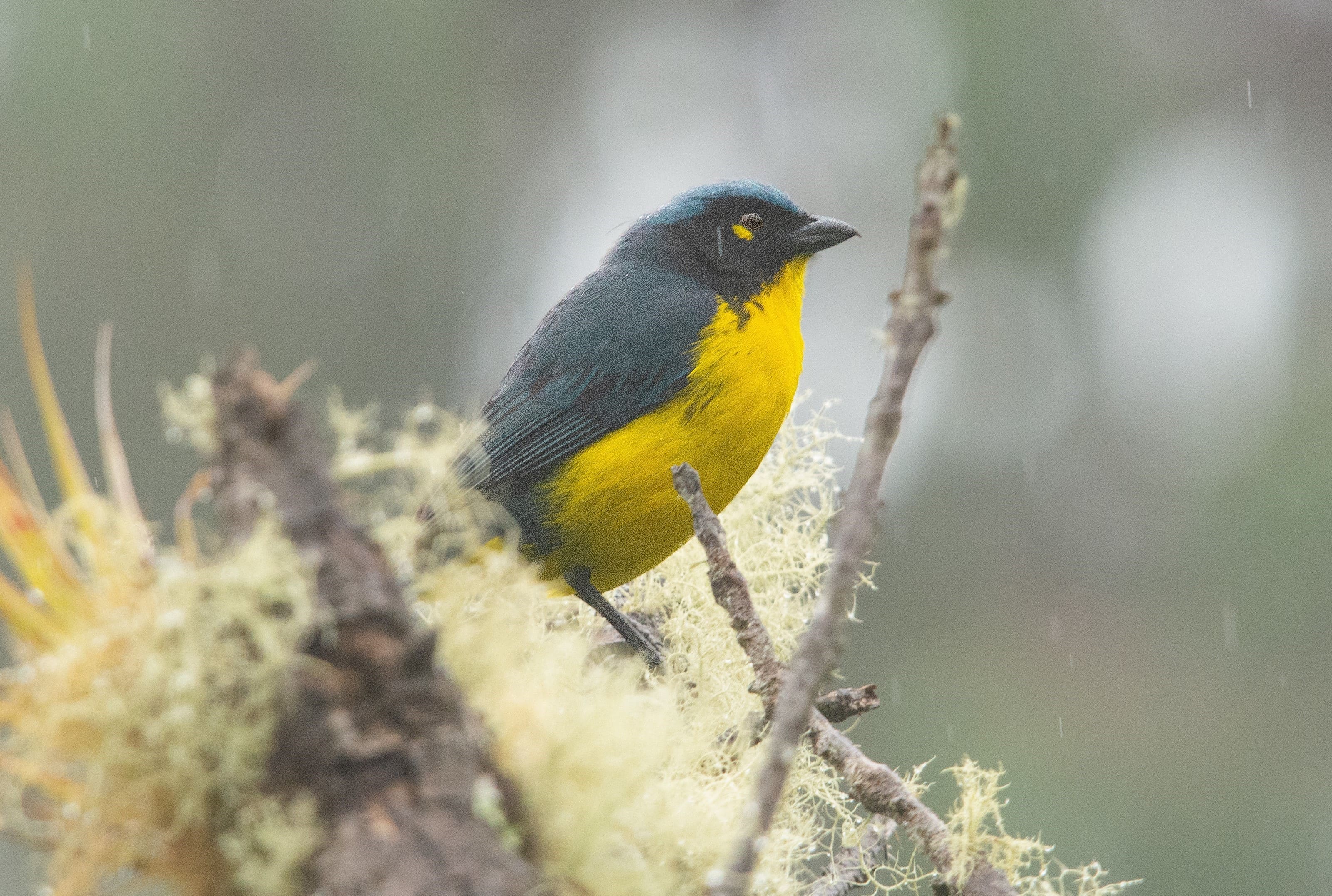 Otra de las especies endémicas registradas por el equipo fue la Anisognathus melanogenys (tángara de Santa Marta).