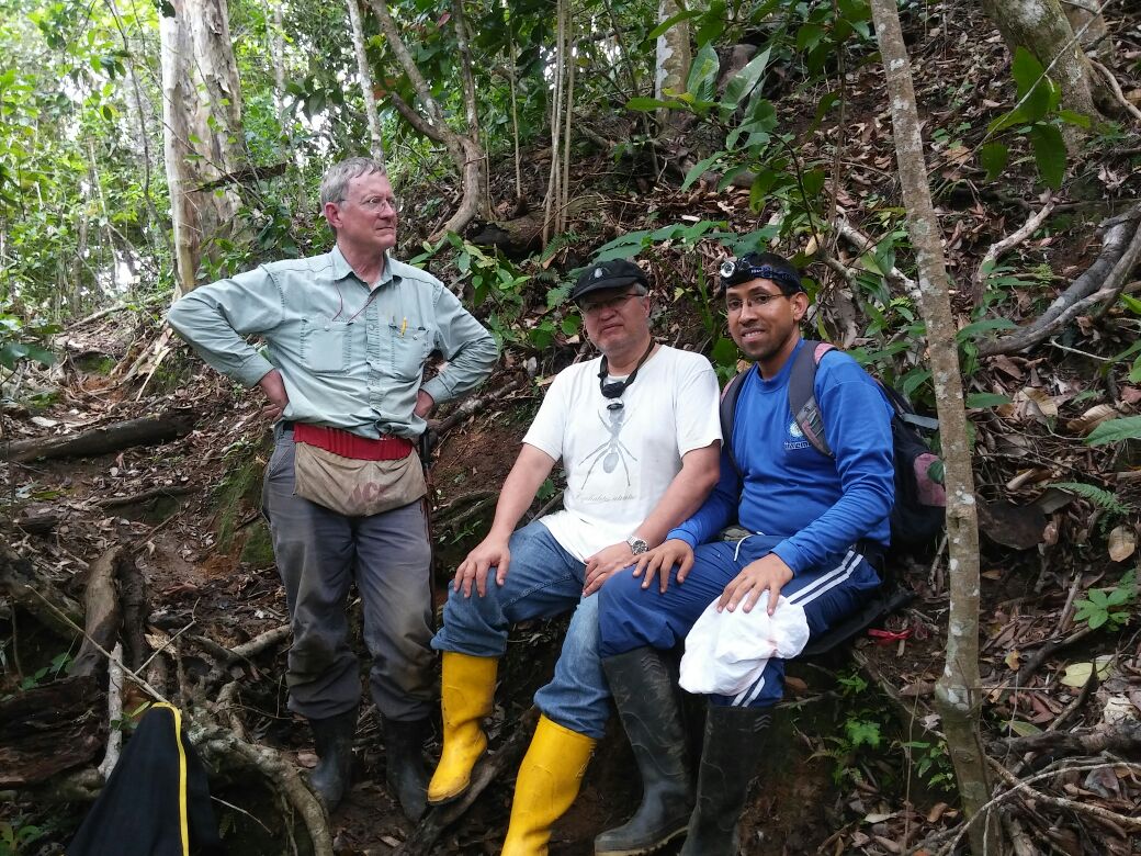 Especie de hormiga única en el mundo fue descubierta en la Sierra Nevada de Santa Marta
