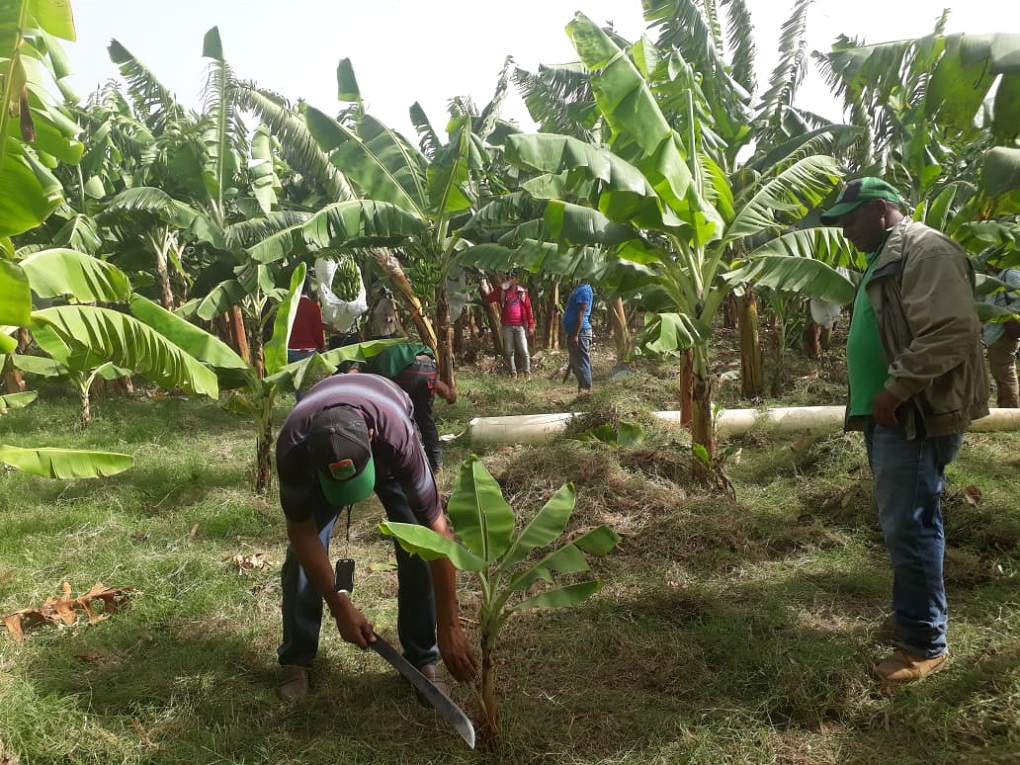 Ingenieros agrónomos de todo el mundo se darán cita en Santa Marta