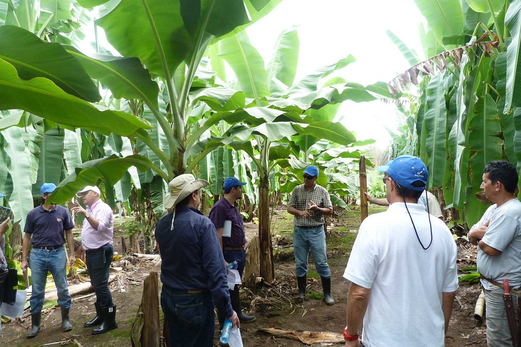 Ingenieros agrónomos de todo el mundo se darán cita en Santa Marta
