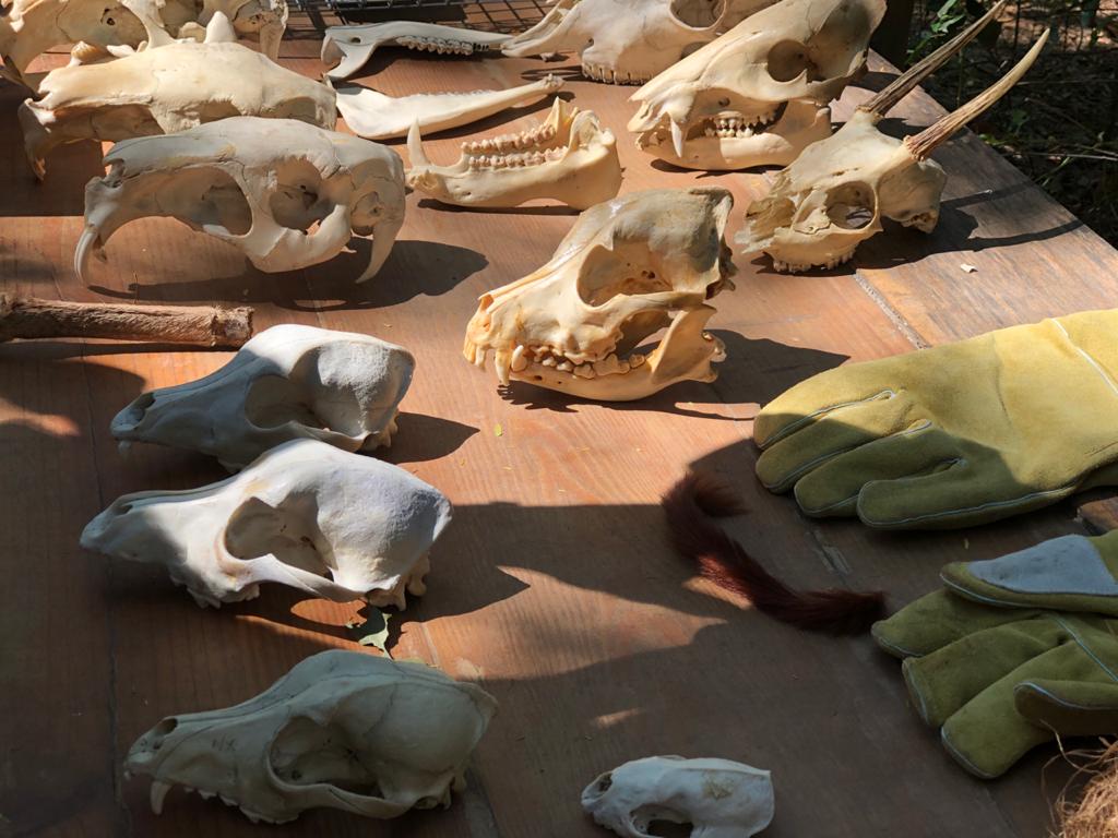 Bosque seco de UNIMAGDALENA: beneficio ecosistémico para Santa Marta