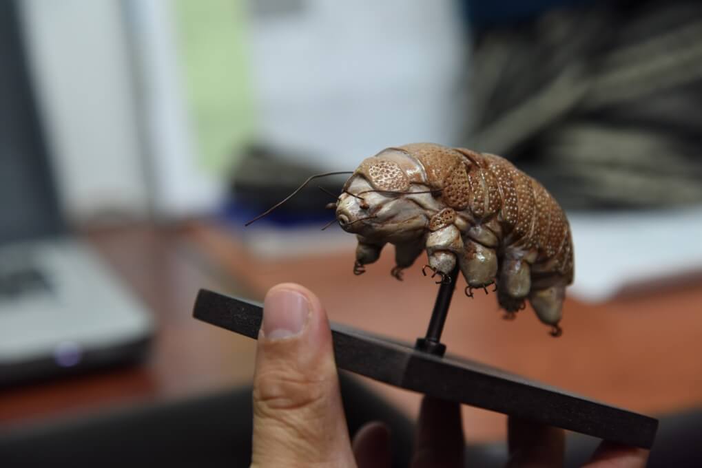 Descubren nueva especie animal en la Sierra Nevada de Santa Marta