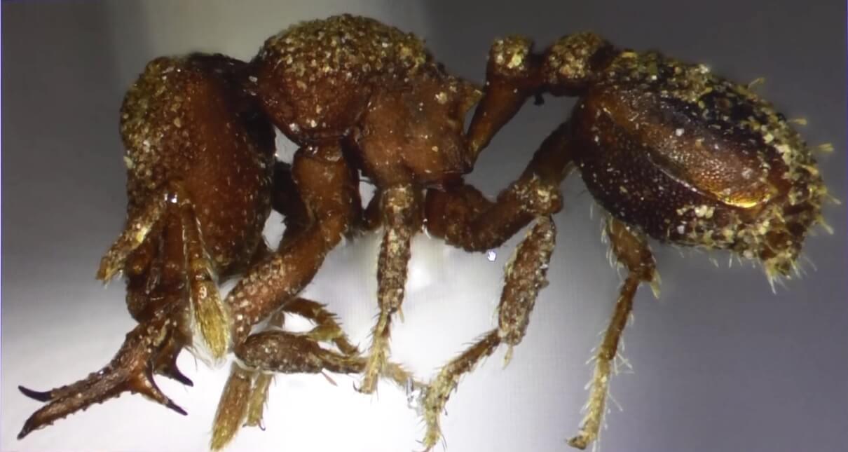La Protalaridris arhuaca se destaca por contar con una mandíbula particular que le sirve para cazar a su presa, además de ciertas características físicas utilizadas para su camuflaje.