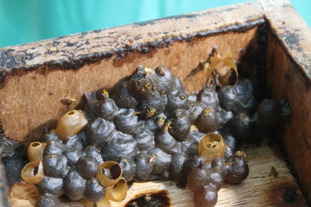 UNIMAGDALENA instala hoteles de abejas para estudiar especies solitarias y buscar su conservación
