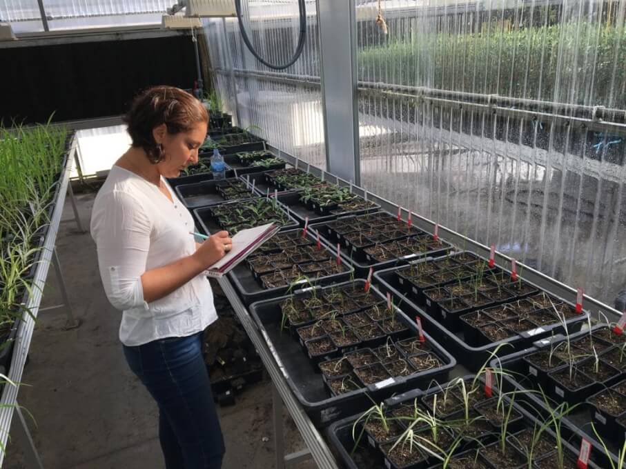 Nuevos estudios revelan restricciones e impacto de los herbicidas en diferentes sistemas agrícolas