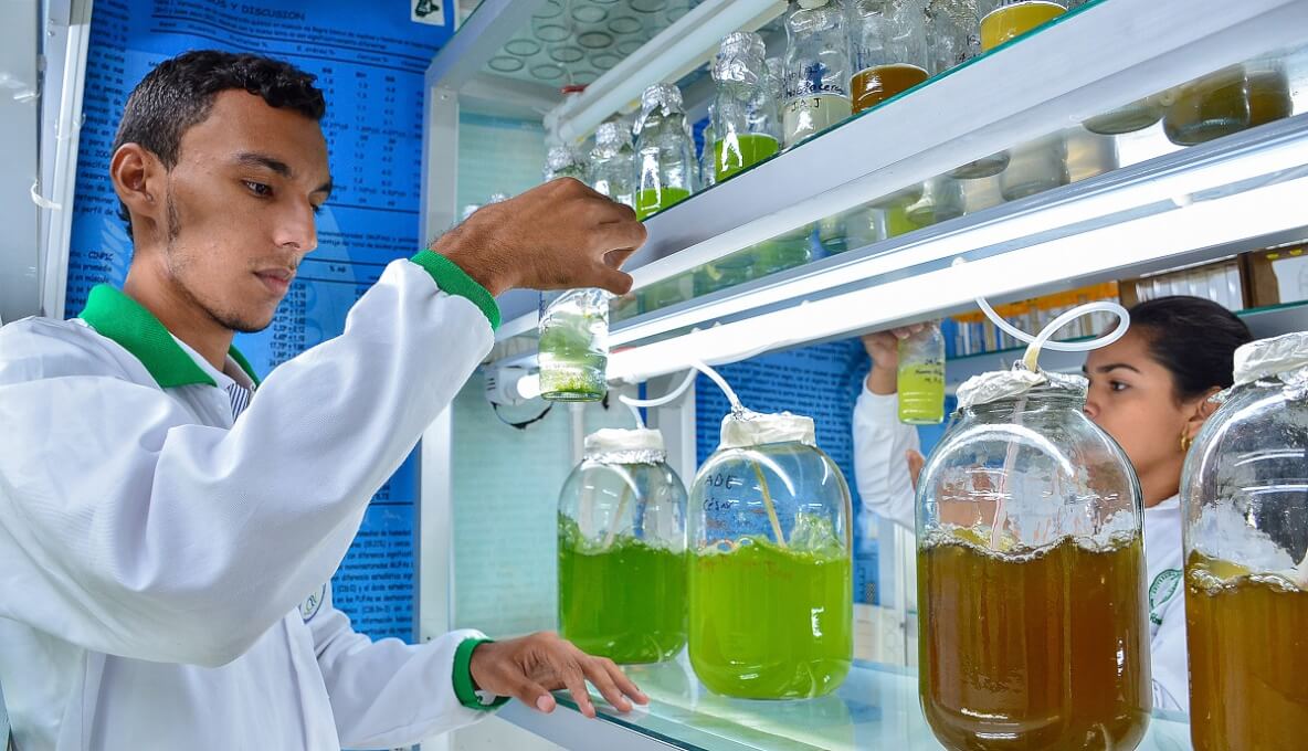 UNIMAGDALENA y UNICORDOBA emprenden investigación sobre cultivo de semillas nativas para mejorar la producción de peces marinos