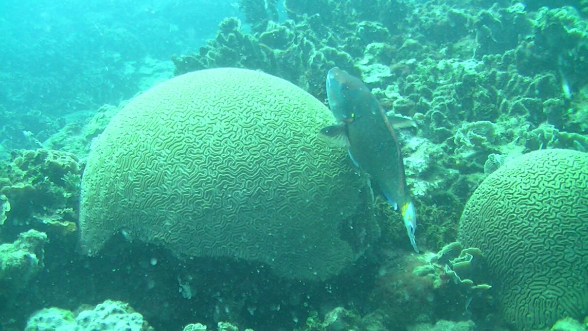 UNIMAGDALENA participa en proyecto de cría de larvas de coral para recuperar los arrecifes