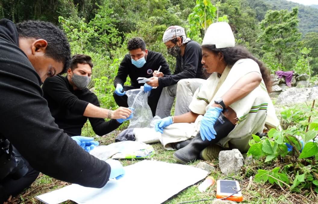 UNIMAGDALENA integra la primera red de colaboración mundial para proteger las ranas Arlequín