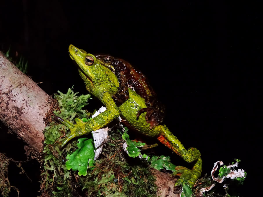 “Amor posesivo” entre las ranas arlequines de la Sierra Nevada, motiva titulares internacionales
