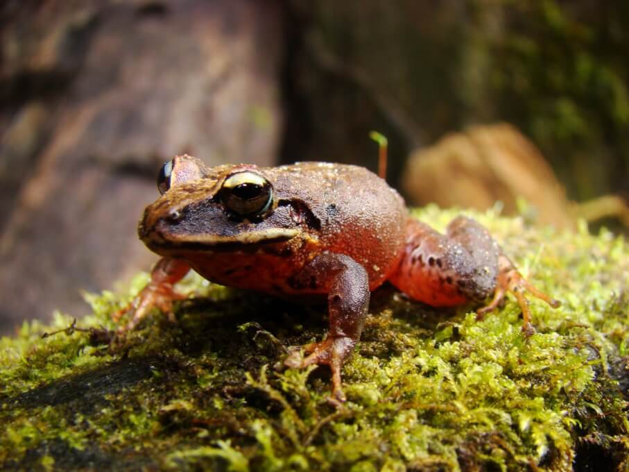 SERRANOBATRACHUS.GENERO.RANA.1