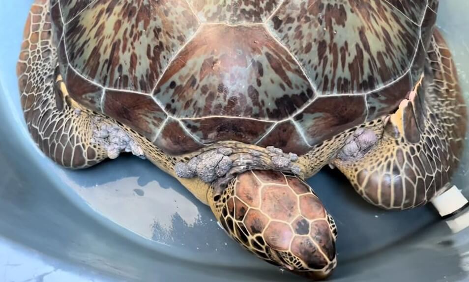 AUTOVACUNA.FIBROPAPILOMA.TORTUGA.1