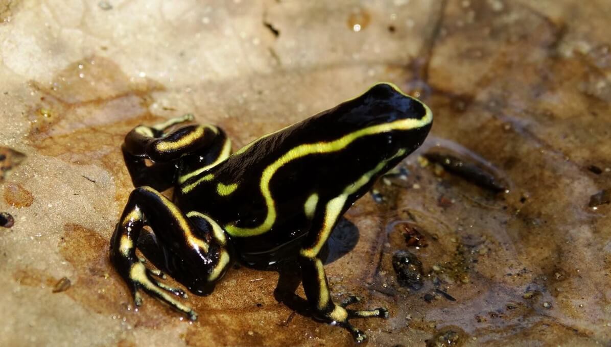TRABAJOS.RANAS.1