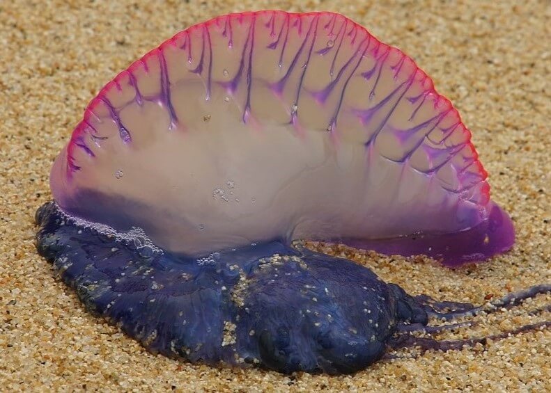 CARABELA.FRAGATA.PORTUGUESA.1