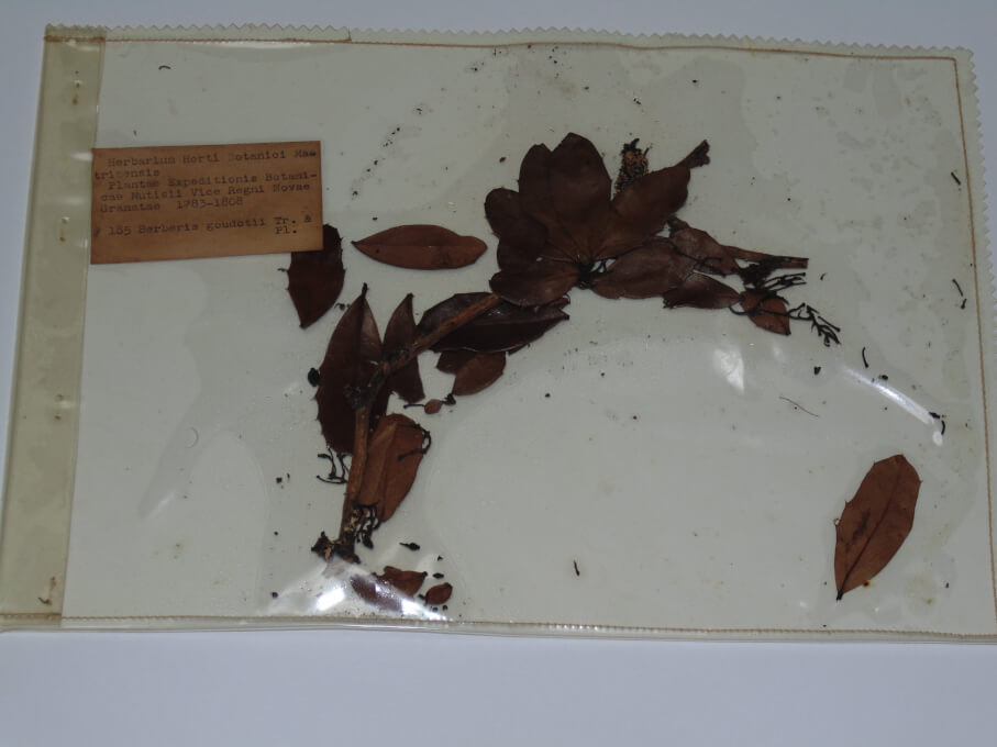 Colección Histórica del herbario