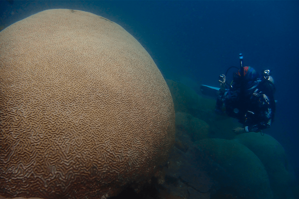Colpophyllia natans 
Isla Aguja
Parque Nacional Natural Tayrona