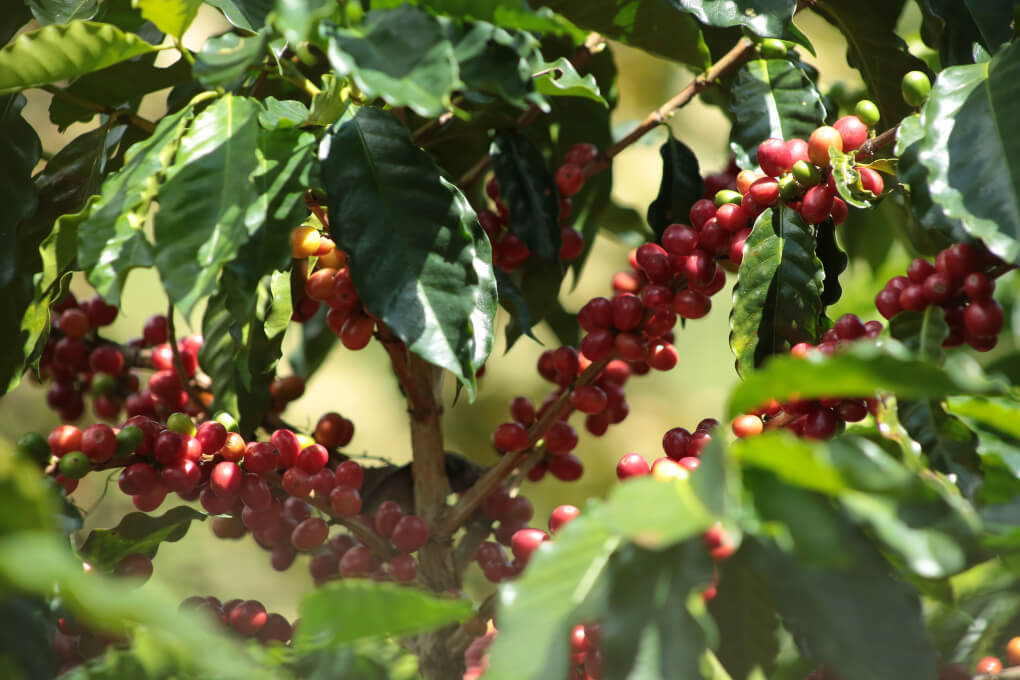 Cafetales en la zona de Palmor - SNSM