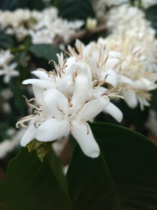 Flores de Cafe SNSM